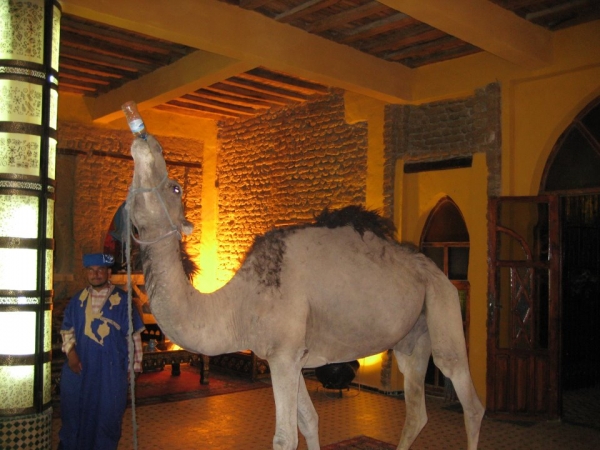 Camel Trek Tours Morocco Logo