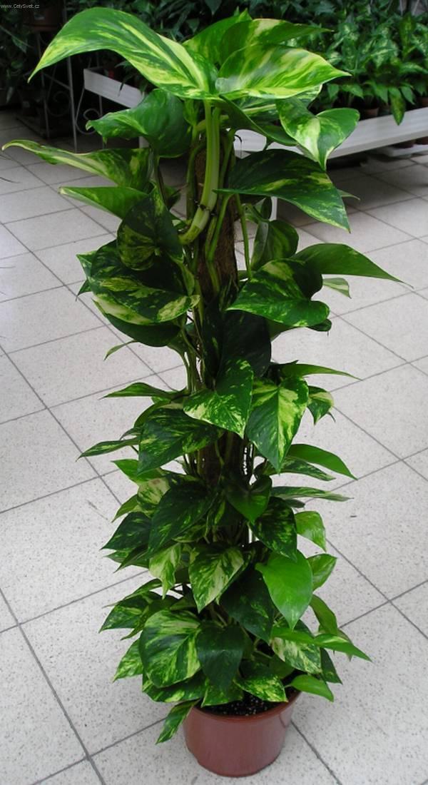 YORK FLOWER (IALLOUCHEN MOURAD) Logo